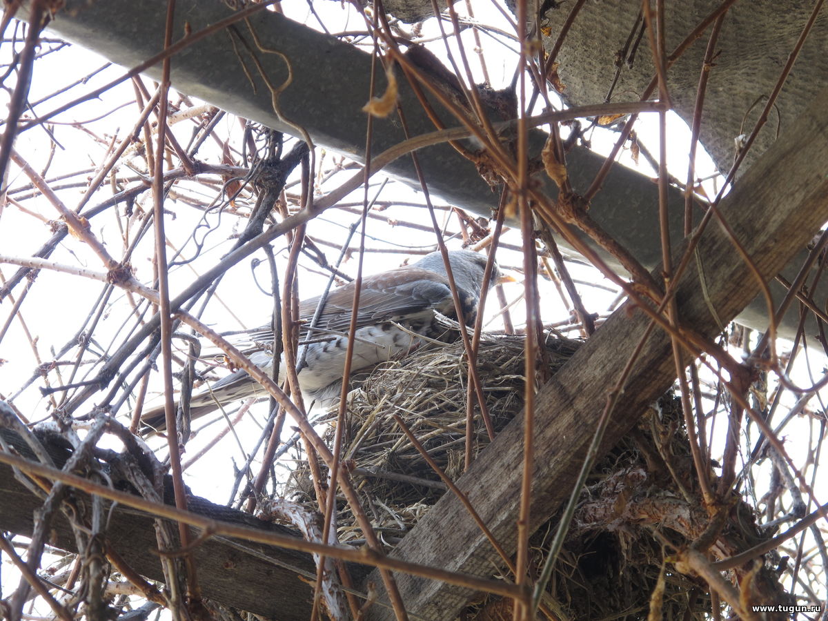 Воробьи гнездо под карнизом. Гнездо дрозда под крышей. Свили гнездо. Дрозд свил гнездо примета. Дрозд свил гнездо на крыше.
