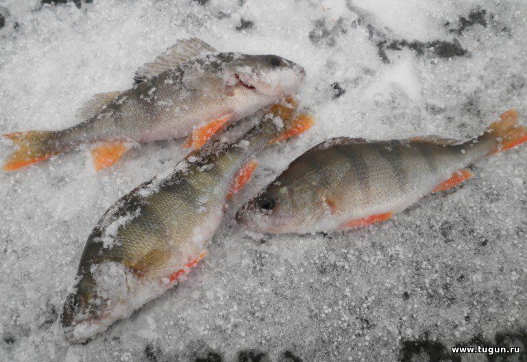 lovitut.ru 2023 KOLA FISH - рыбалка на Кольском п-ве ВКонтакте