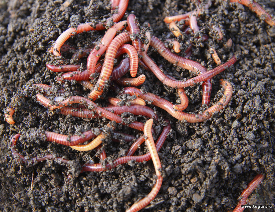 почва и черви