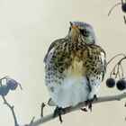 Дрозд-рябинник