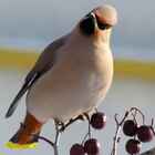 Доброе утро со свиристелем :)