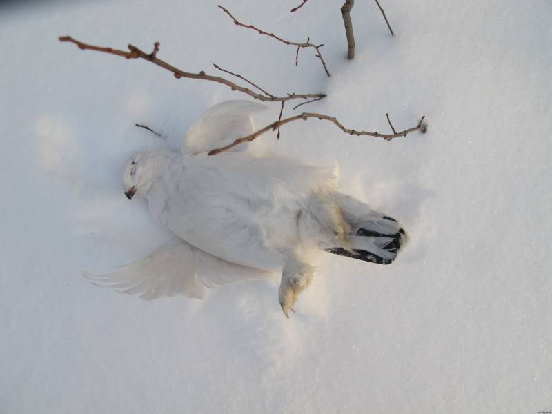 Ловлю куропаток. Охота на белую куропатку. Охота на куропатку зимой. Куропатка в снегу.